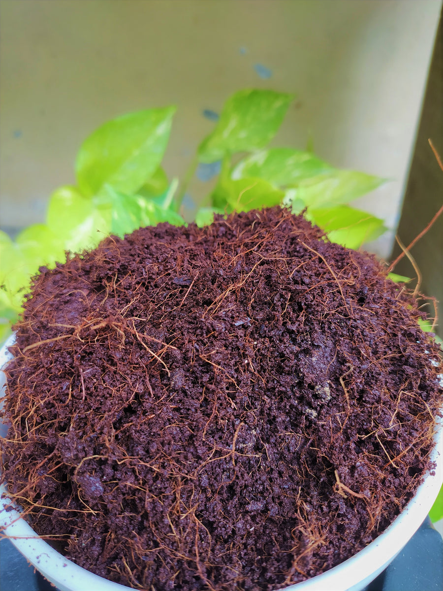 Coco Peat – Soil Depot