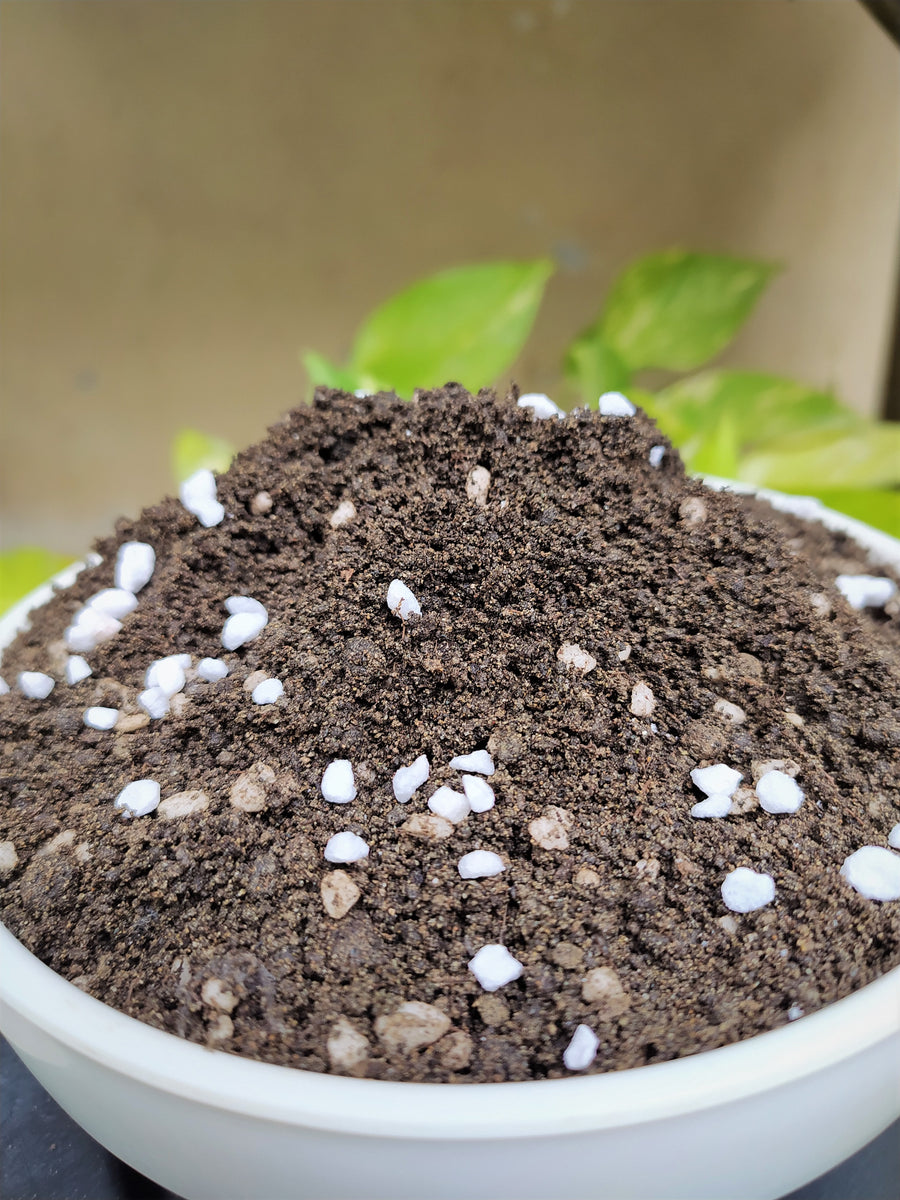 potting mix philippines 02 Soil Depot Potting Mix