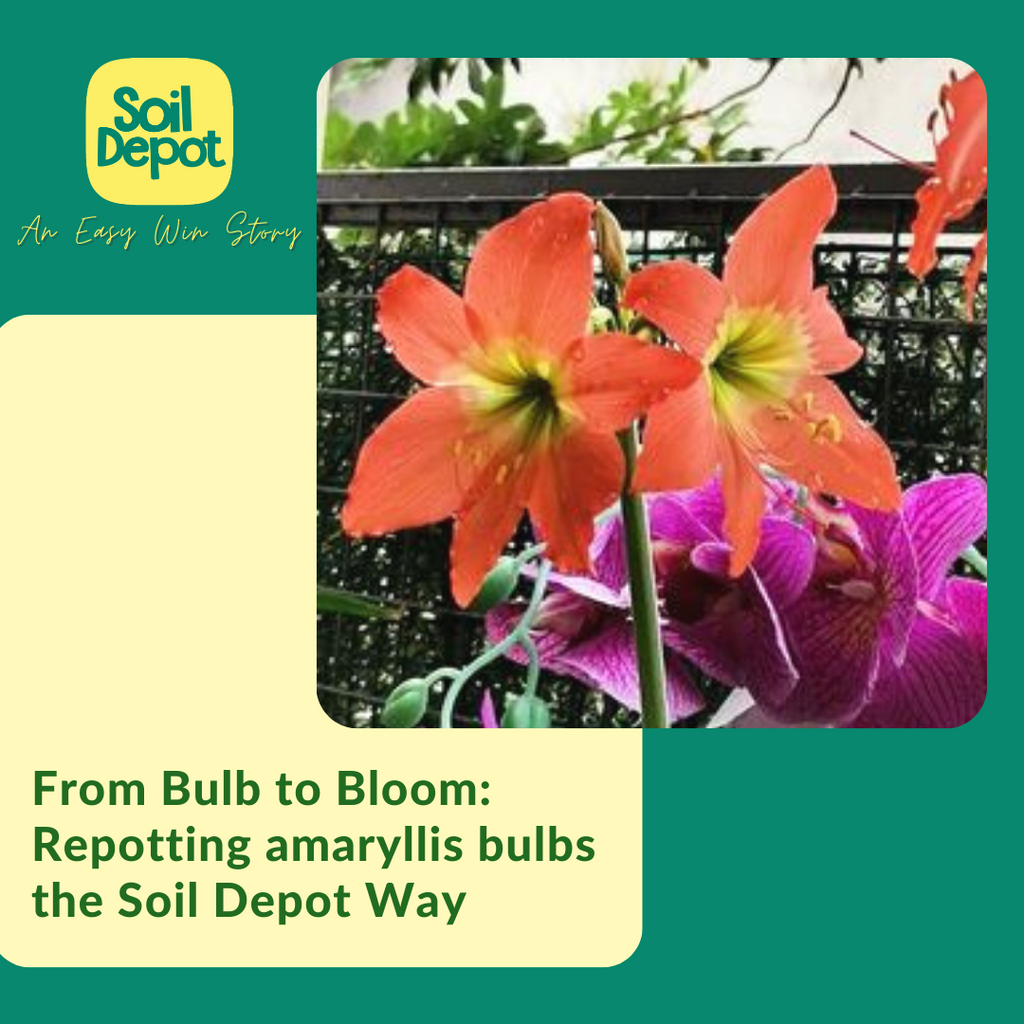 From Bulb to Bloom: Repotting Amaryllis Bulbs the Soil Depot Way