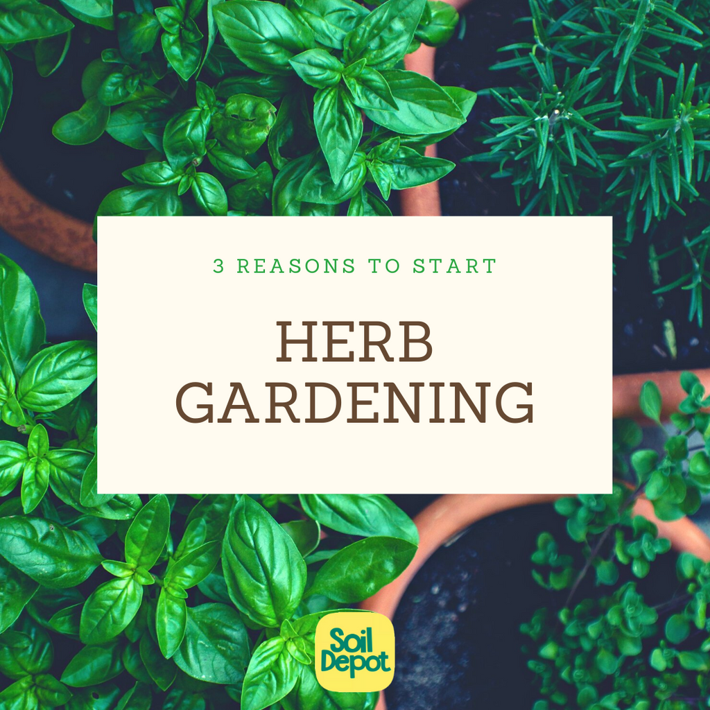 3 Reasons to Start Herb Gardening