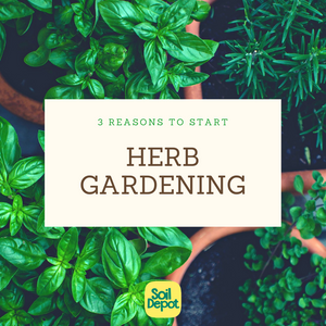 3 Reasons to Start Herb Gardening