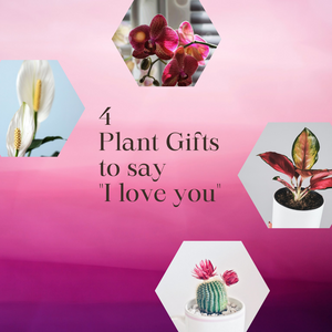 4 Plant Gifts to say  "I love you"