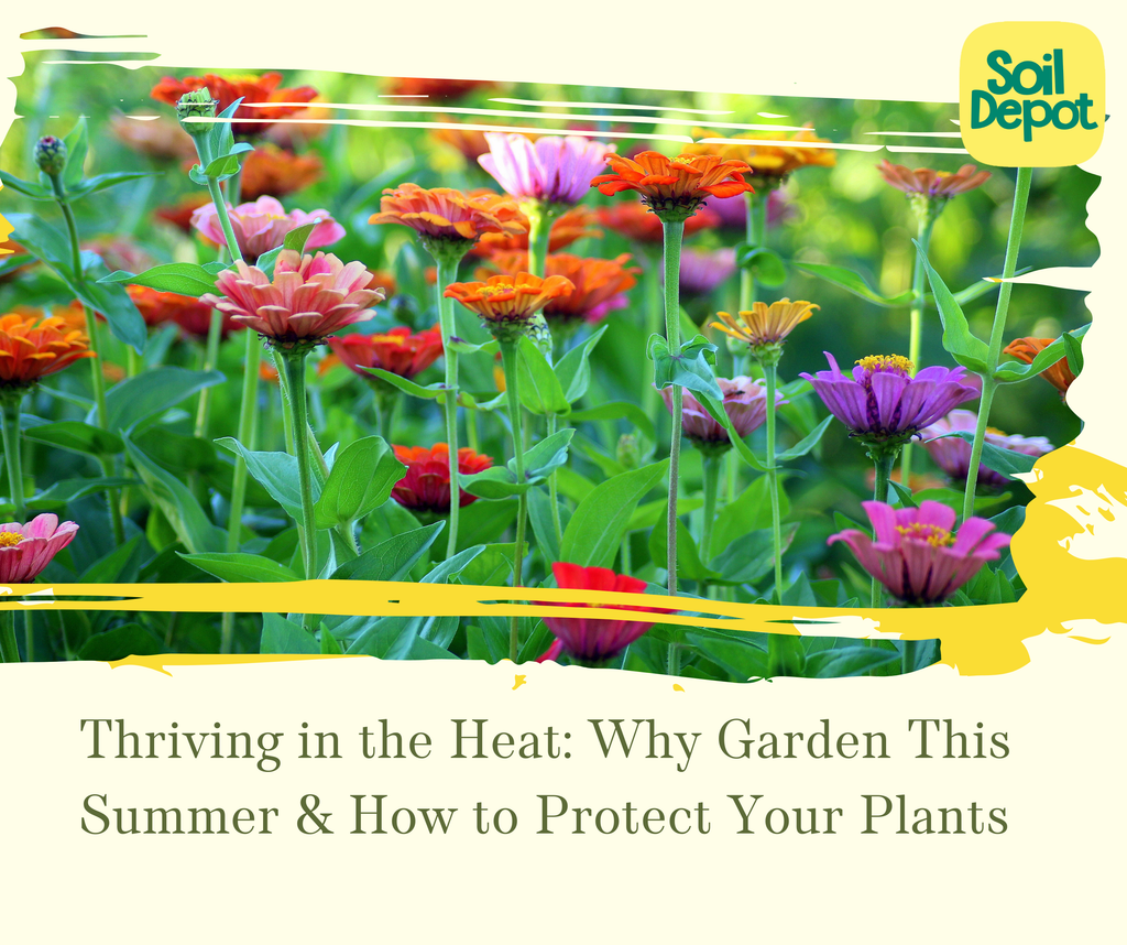 Thriving in the Heat: Why Garden This Summer & How to Protect Your Plants