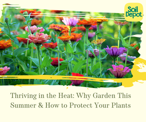 Thriving in the Heat: Why Garden This Summer & How to Protect Your Plants